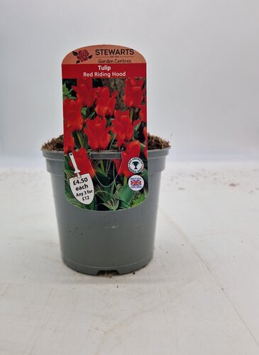 Tulip Red Riding Hood Potted Bulb 1 Litre