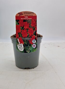 Tulip Red Riding Hood Potted Bulb 1 Litre