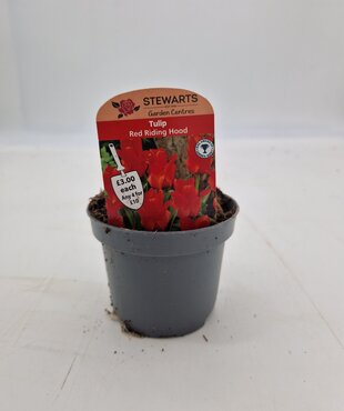 Tulip Red Riding Hood Potted Bulb 9cm