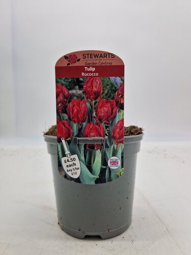 Tulip Rococco Potted Bulb 1 Litre