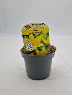 Tulip Species Sylvestris Potted Bulb 9cm