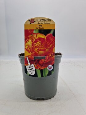 Tulip Sunlover Potted Bulb 1 Litre