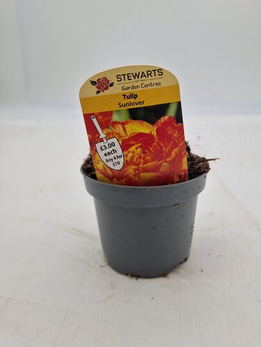 Tulip Sunlover Potted Bulb 9cm