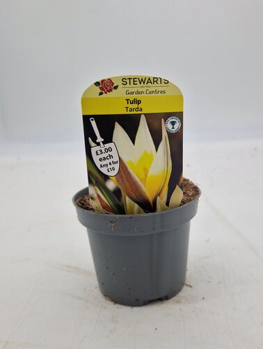 Tulip Tarda Potted Bulb 9cm