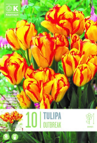 Tulip Triumph Dwarf Outbreak x 10