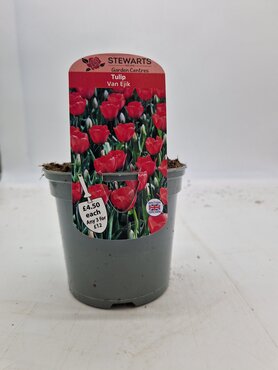 Tulip Van Eijk Potted Bulb 1 Litre