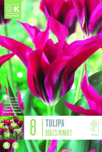 Tulip Viridiflora Doll's Minuet x 8