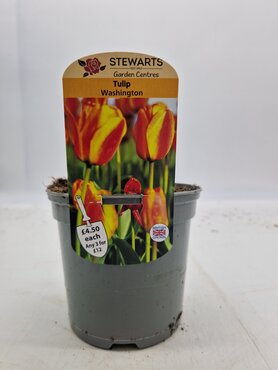 Tulip Washington Potted Bulb 1 Litre