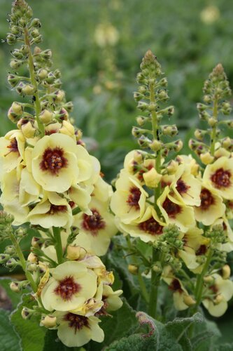 Verbascum Dark Eyes 2 Litre