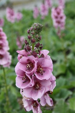 Verbascum Lavender Lass 2 Litre