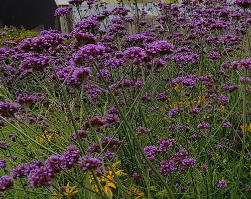 Verbena bonariensis 3 Litre