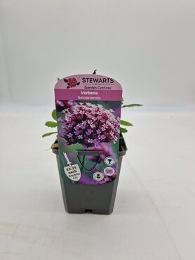 Verbena Bonariensis 9cm