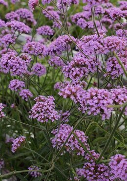 Verbena bonariensis 'Lollipop' 3 Litre