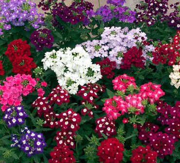 Verbena Obsession Mix 6 Pack