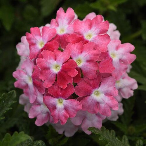 Verbena Pink Fizz Jumbo Six Pack