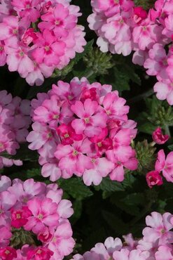 Verbena Pink Jumbo Six Pack