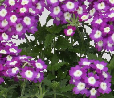 Verbena Purple Eye Jumbo Six Pack