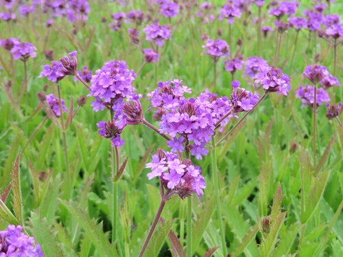 Verbena Santos 3 Litre