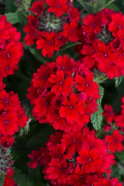 Verbena Showboat Dark Red Plug