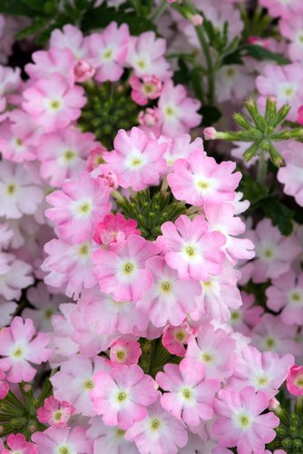 Verbena Showboat Light Pink Plug