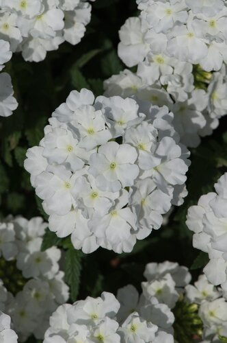 Verbena Showboat White Plug