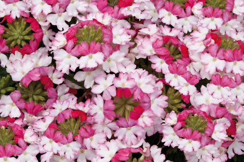 Verbena Sparkle Pink Dark Plug