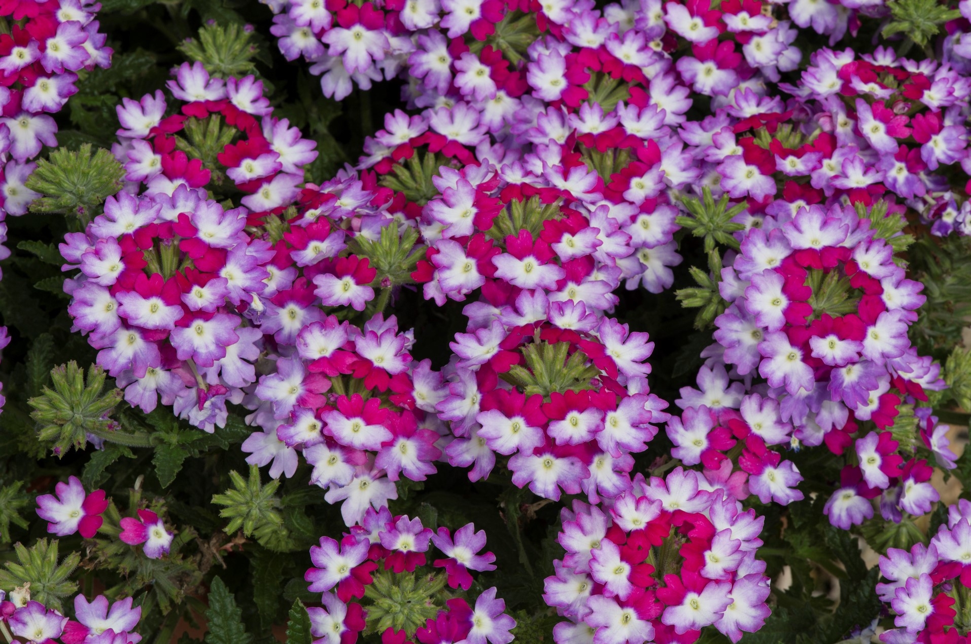 Verbena Sparkle Purple Blues Plug - Stewarts Garden Centre