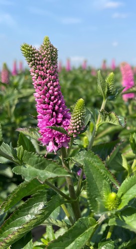 Veronica Ronica Fuchsia 3 litre