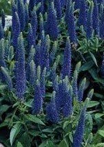 Veronica Ulster Blue Dwarf 2 Litre