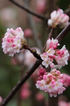 Viburnum Bodnantense 'Charles Lamont' 3 Litre