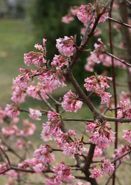 Viburnum Bodnantense Dawn 3 Litre - image 1