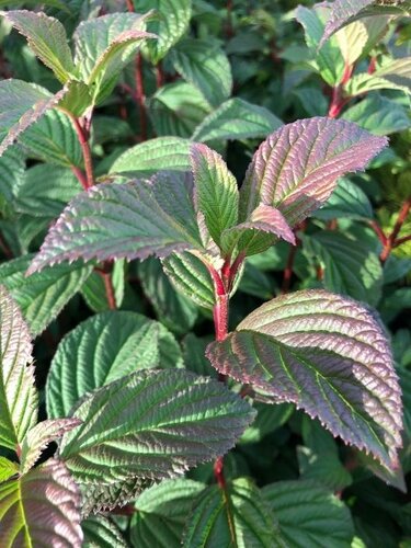 Viburnum Bodnantense Dawn 3 Litre - image 2