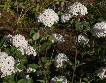 Viburnum Burkwoodii 3 Litre