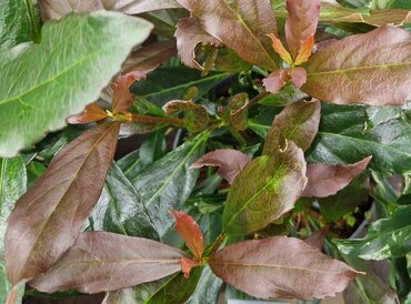 Viburnum Coppertop 6 Litre