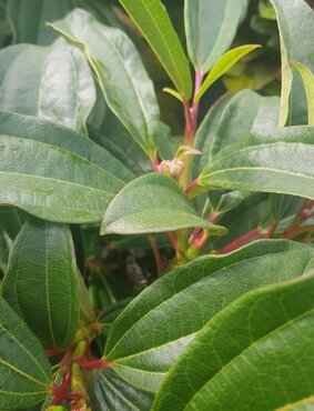 Viburnum Davidii 28cm