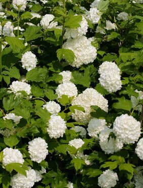 Viburnum Opulus Roseum 3 Litre