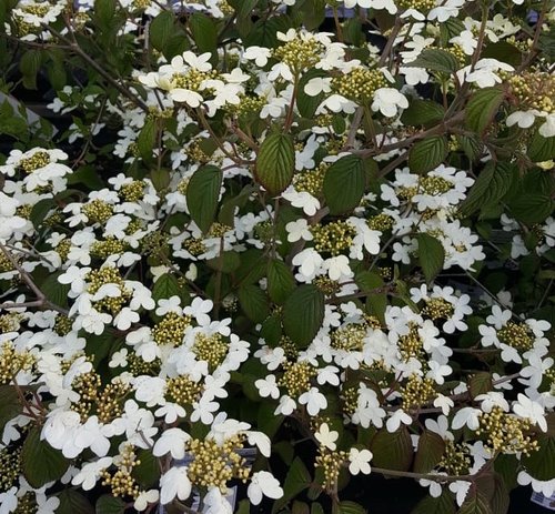 Viburnum Plicatum Mariesii 3 Litre