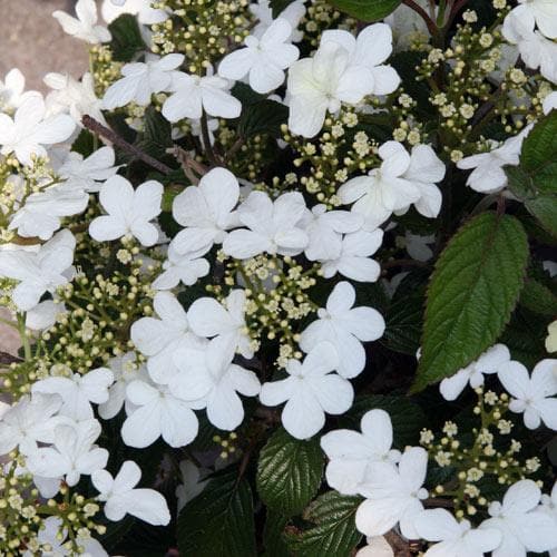 Viburnum Summer Snowflake 3 Litre