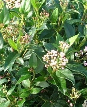 Viburnum tinus 50cm Stem 3 Litre