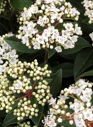 Viburnum Tinus Gwenllian 27cm