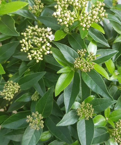 Viburnum tinus Ladybird 2 Litre