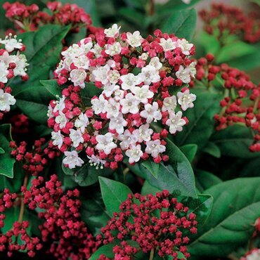 Viburnum Tinus Lisa Rose 23cm