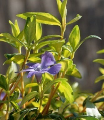 Vinca Illumination 3 Litre