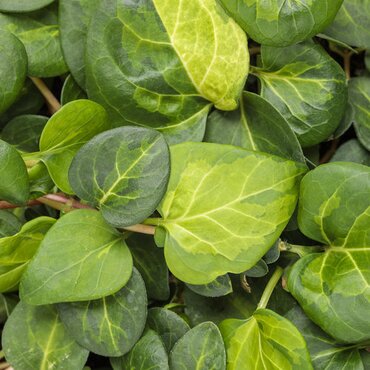 Vinca major Maculata 3 Litre