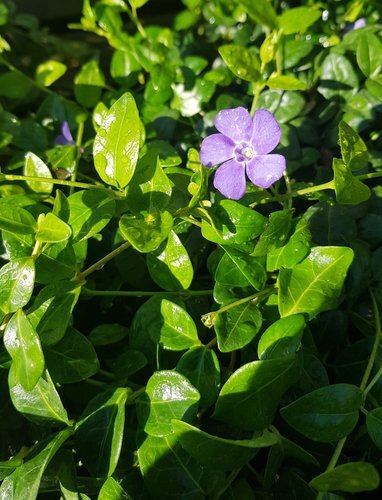 Vinca Minor 2 Litre