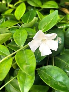 Vinca Minor Alba 2 Litre