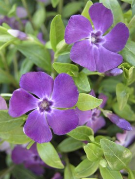 Vinca Minor Atropurpurea 2 Litre