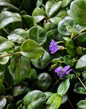 Vinca Minor Panta 3 Litre