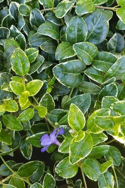 Vinca Minor Ralf Shugart 2.5 Litre