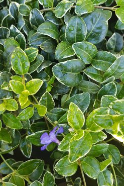 Vinca Minor Ralph Shugart 3 litre